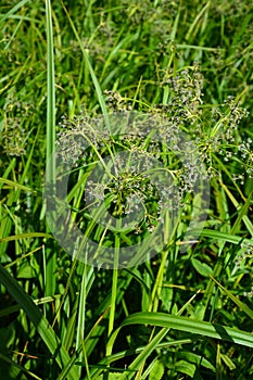 Wood club-rush Scirpus sylvaticus foliage in a wet meadow in July