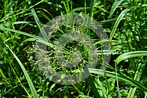 Wood club-rush Scirpus sylvaticus foliage in a wet meadow in July