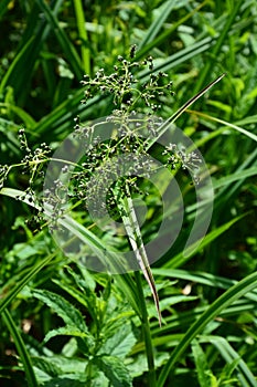 Wood club-rush Scirpus sylvaticus foliage in a wet meadow in July