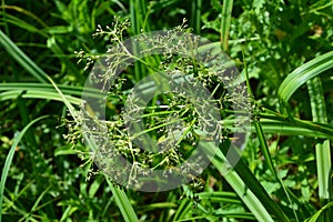 Wood club-rush Scirpus sylvaticus foliage in a wet meadow in July