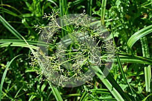 Wood club-rush Scirpus sylvaticus foliage in a wet meadow in July