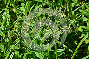 Wood club-rush Scirpus sylvaticus foliage in a wet meadow in July