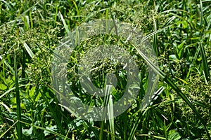 Wood club-rush Scirpus sylvaticus foliage in a wet meadow in July