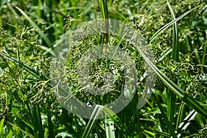 Wood club-rush Scirpus sylvaticus foliage in a wet meadow in July