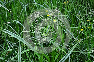 Wood club-rush Scirpus sylvaticus foliage in a wet meadow in July