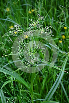 Wood club-rush Scirpus sylvaticus foliage in a wet meadow in July