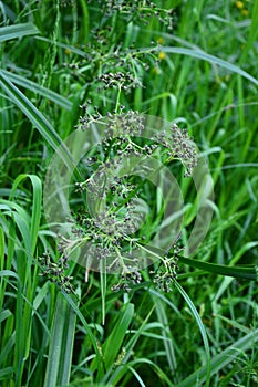 Wood club-rush Scirpus sylvaticus foliage in a wet meadow in July