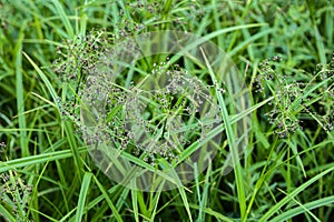 Wood club-rush (Scirpus sylvaticus) foliage in a wet meadow in July