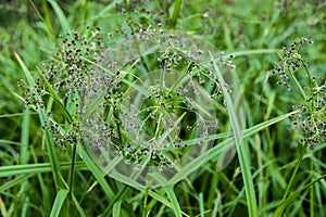 Wood club-rush (Scirpus sylvaticus) foliage in a wet meadow in July