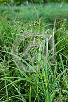 Wood club-rush (Scirpus sylvaticus) foliage in a wet meadow in July