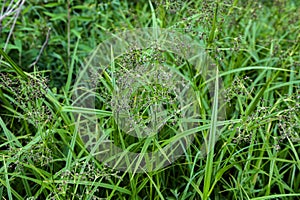 Wood club-rush (Scirpus sylvaticus) foliage in a wet meadow in July