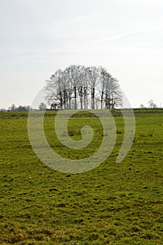 Wood copse in rural England.