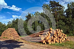 Wood courts stacked in a forest by a dirt road