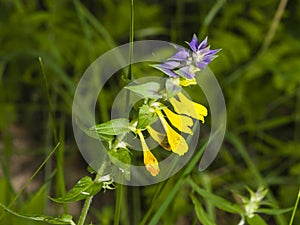 Wood Cow-wheat, Melampyrum nemorosum, blossom with dark bokeh background, macro, selective focus, shallow DOF