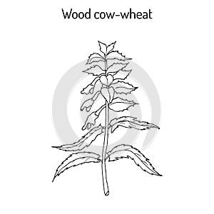 Wood cow-wheat, Night and Day Melampyrum nemorosum , medicinal plant