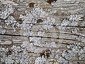 Wood With Cracks