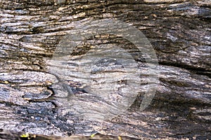 Wood cracks textured background for design photo