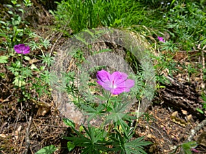 wood crane (Geranium sylvaticum); wood geranium