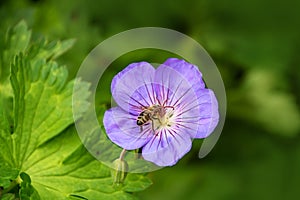 Wood cranesbill with bee, woodland geranium, Geranium sylvaticum. Wild forest geranium close up