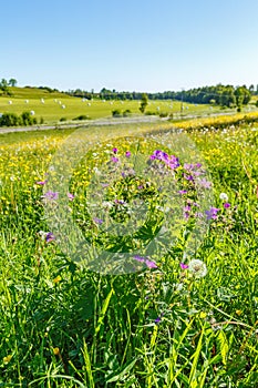 Wood cranesbill and buttercups flowers in a meadow on the countryside