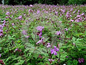 Wood cranesbill flowers