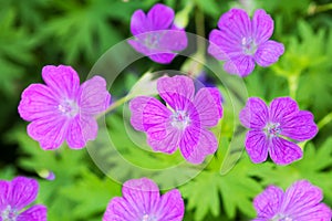 Wood Cranesbill flowers (Geranium sylvaticum) in natural background