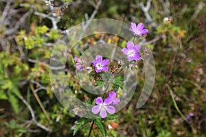 Wood cranesbill flowers (Geranium sylvaticum photo