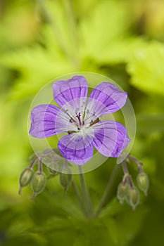 Wood cranesbill (Geranium sylvaticum) photo