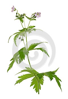 Wood cranesbill, geranium sylvaticum isolated on white background