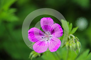 Wood Cranesbill 'Mayflower' - Geranium sylvaticum