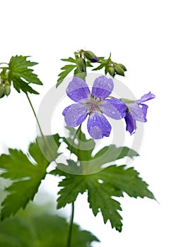 Wood Cranesbill or Woodland Geranium