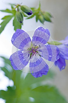 Wood Cranesbill or Woodland Geranium