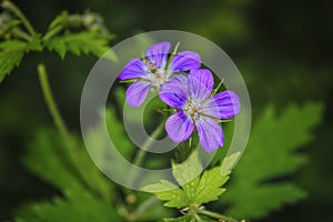 Wood cranesbill, woodland geranium, Geranium sylvaticum