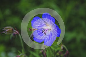 Wood cranesbill, woodland geranium, Geranium sylvaticum. Forest geranium