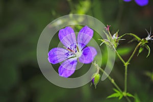 Wood cranesbill, woodland geranium, Geranium sylvaticum. Forest geranium