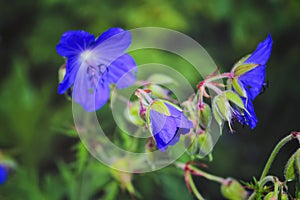 Wood cranesbill, woodland geranium, Geranium sylvaticum. Forest geranium