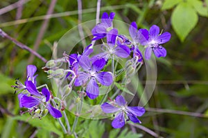 Wood cranesbill, woodland geranium, Geranium sylvaticum. Forest geranium