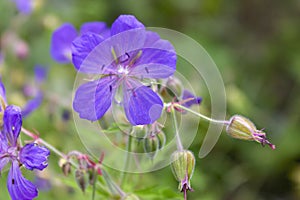 Wood cranesbill, woodland geranium, Geranium sylvaticum. Forest geranium