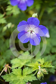 Wood cranesbill, woodland geranium, Geranium sylvaticum. Forest geranium