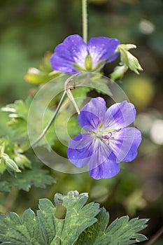 Wood cranesbill, woodland geranium, Geranium sylvaticum. Forest geranium