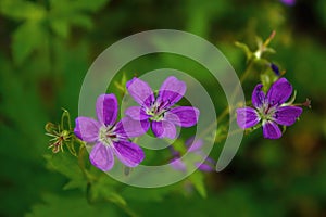 Wood cranesbill, woodland geranium, Geranium sylvaticum. Forest geranium close up