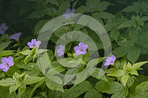 Wood cranesbill, woodland geranium, Geranium sylvaticum. Wild forest geranium close up