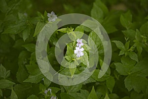 Wood cranesbill, woodland geranium, Geranium sylvaticum. Wild forest geranium close up