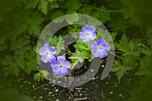 Wood cranesbill, woodland geranium, Geranium sylvaticum. Wild forest geranium close up