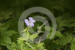 Wood cranesbill, woodland geranium, Geranium sylvaticum. Wild forest geranium close up