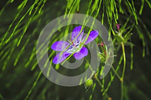 Wood cranesbill, woodland geranium, Geranium sylvaticum. Forest geranium