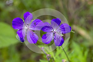 Wood cranesbill, woodland geranium, Geranium sylvaticum. Forest geranium