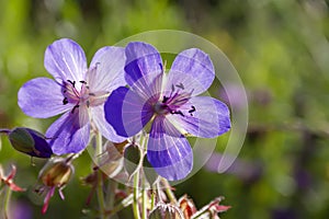 Wood cranesbill, woodland geranium, Geranium sylvaticum. Forest geranium close up