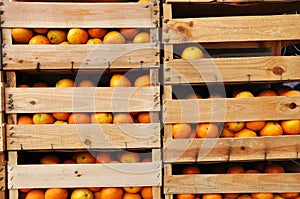 Wood crates full of oranges photo