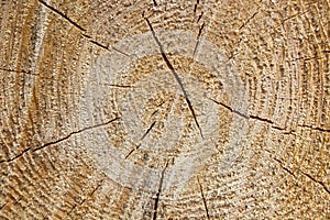 Wood cross section texture